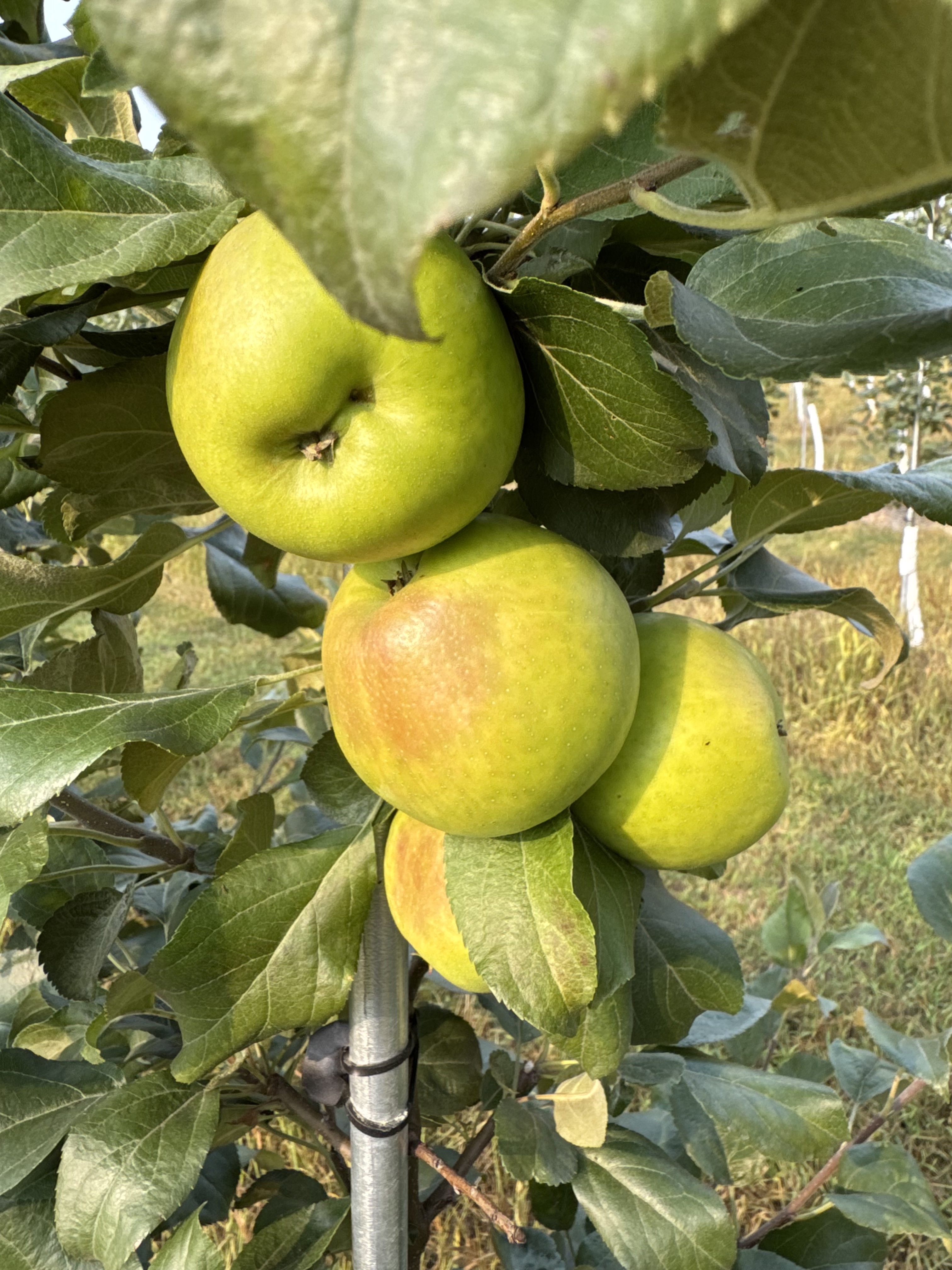 Honeycrisp fruit 08052025_Karen Powers.jpg